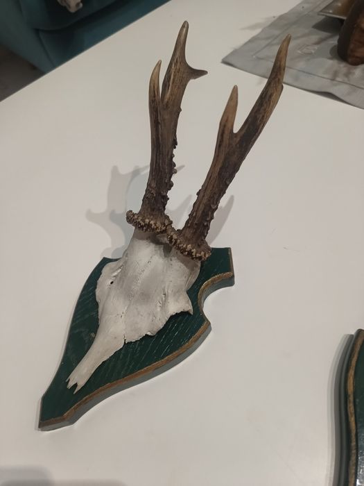 Poroża Jelonka na desce