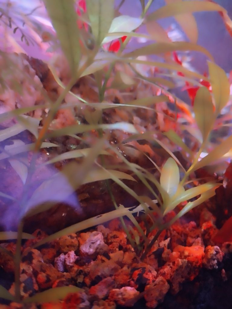 hygrophila polysperma planta de aquário