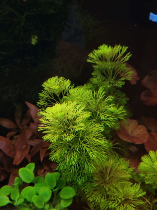 Limnophila sessiliflora- roślina do akwarium