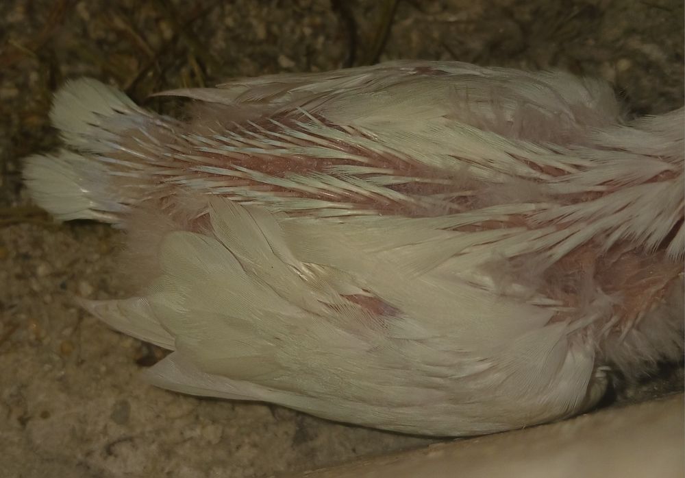 Agarponis Roseicollis branco para criar á mão( 1 disponível)