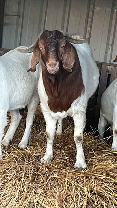 Chibo boer puro com 2 anos