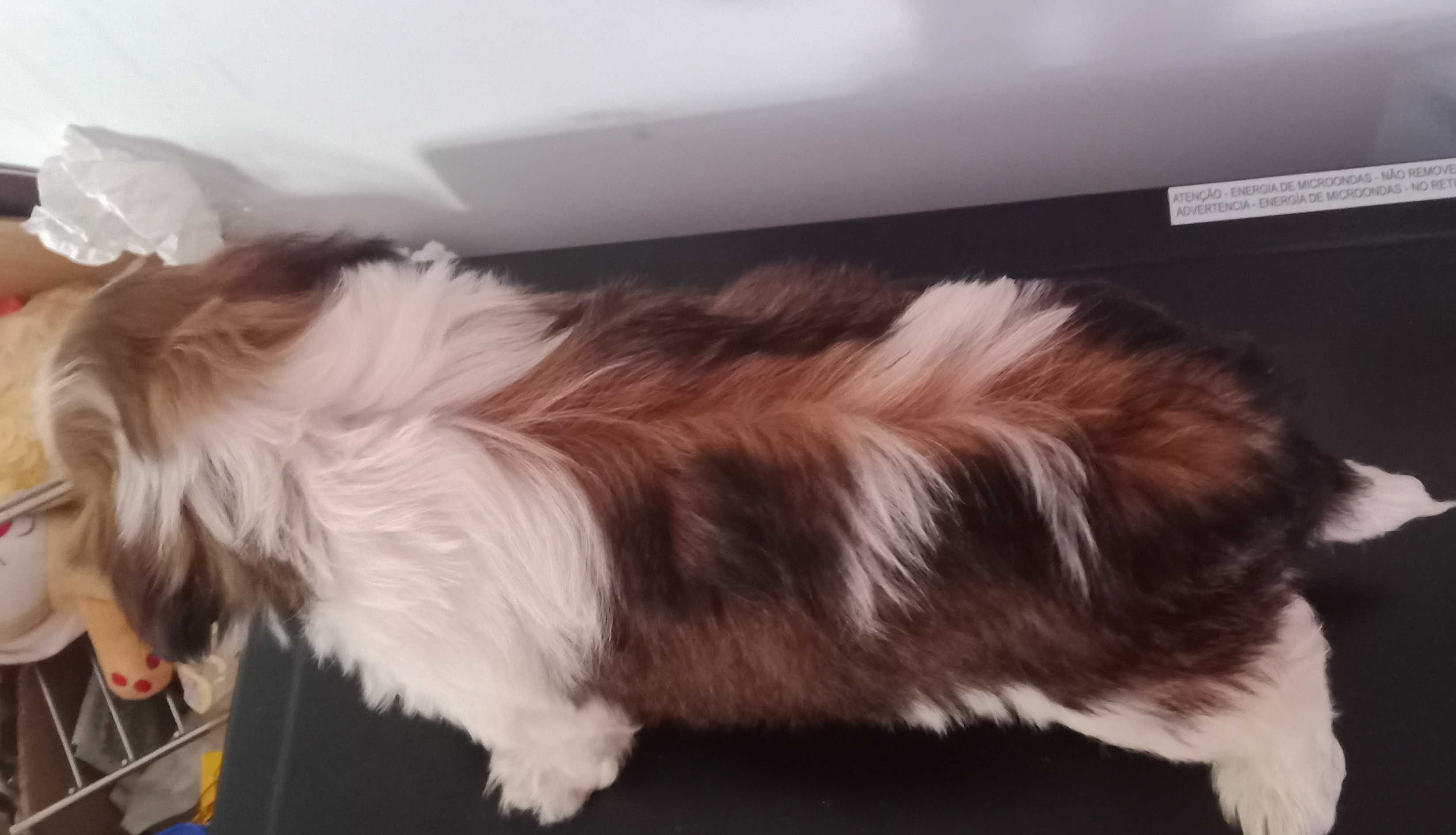 Shih-tzu com LOP porte mini