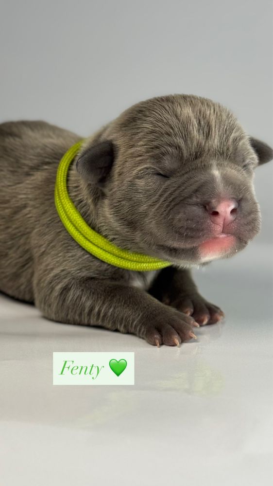 American Bully XL po CHAMPIONIE