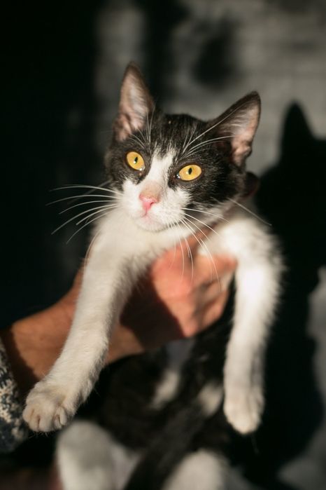 Ищем дом котятам-мальчикам 5 месяцев