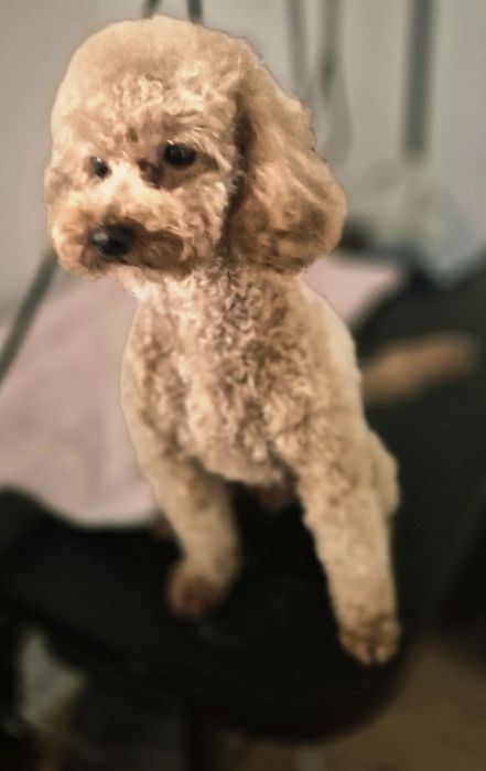 Pudel Toy dorosły piesek FCI