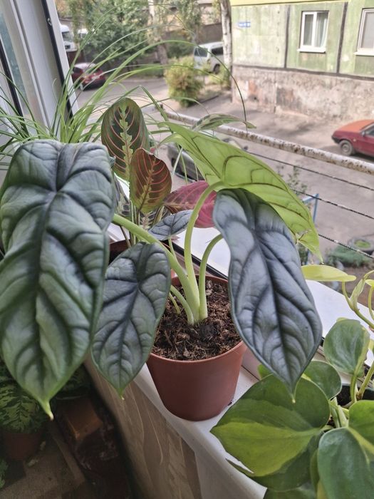 Комнатные растения, цветы.