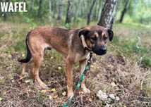 1, 5 roczny Wafel, 10kg, adopcja za darmo oddam