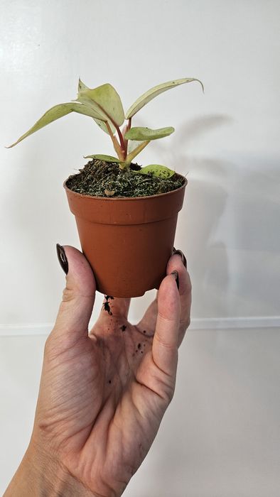 Philodendron Filodendron Snowdrift