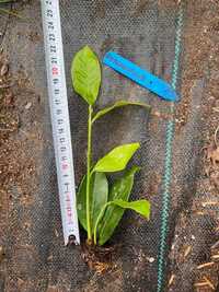 Laurowiśnia w multiplacie Rotundifolia Novit do 15cm Wałbrzych Wysyłka