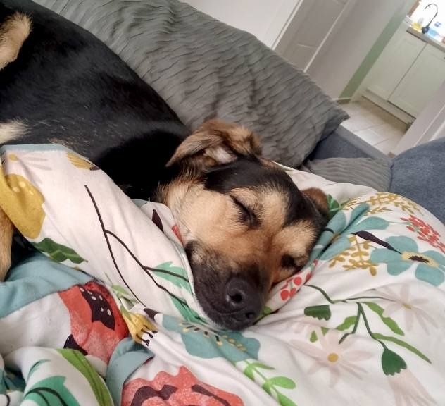 SPAJKY do adopcji