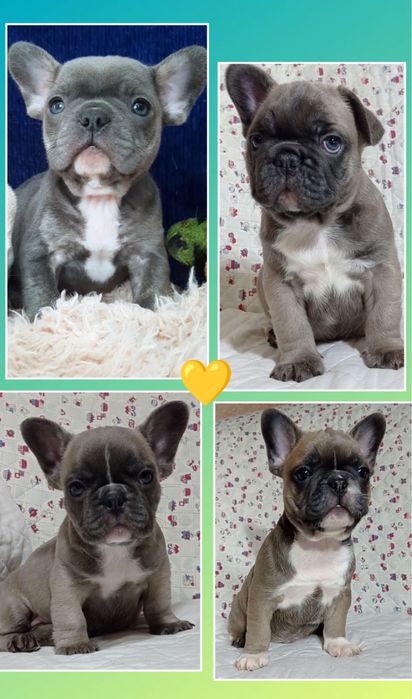 Голубые и голубопалевые мини французики!