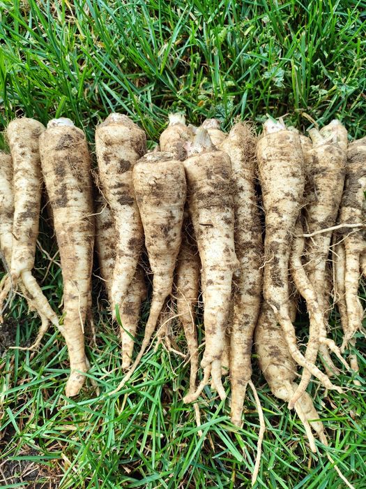 Pietruszka 5 kg WYSYŁKA OD ROLNIKA