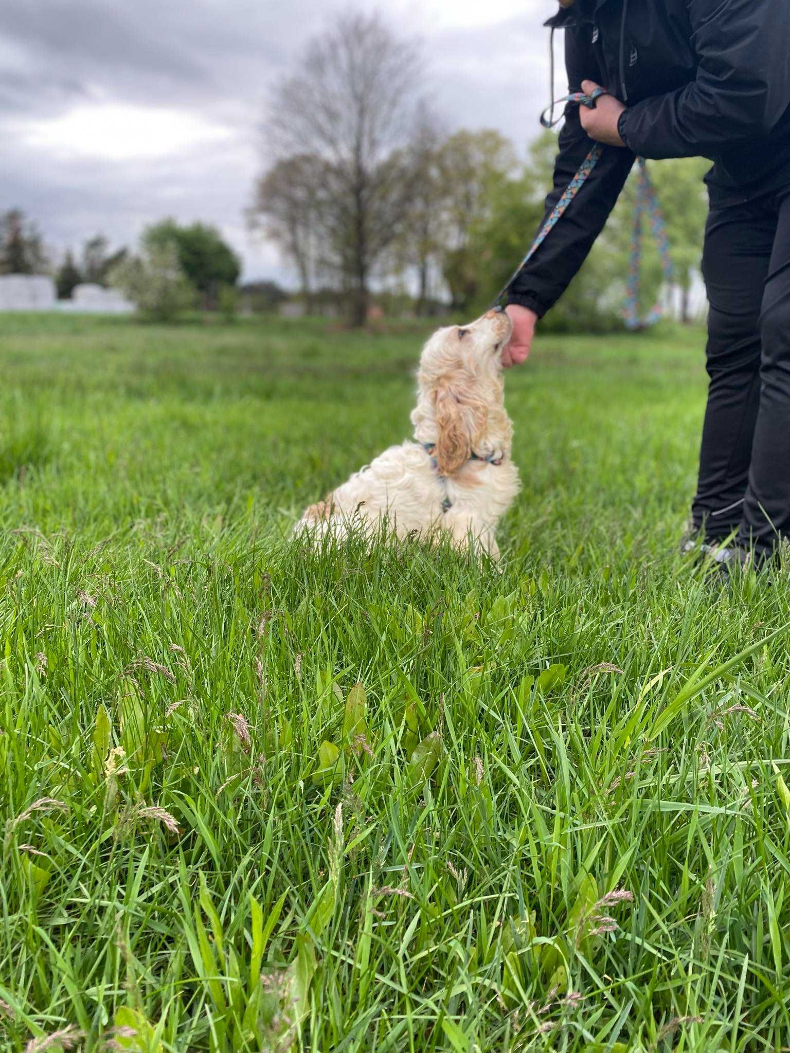 Piesek Cocker Spaniel