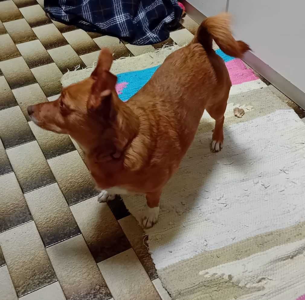 Maggie para Adoção