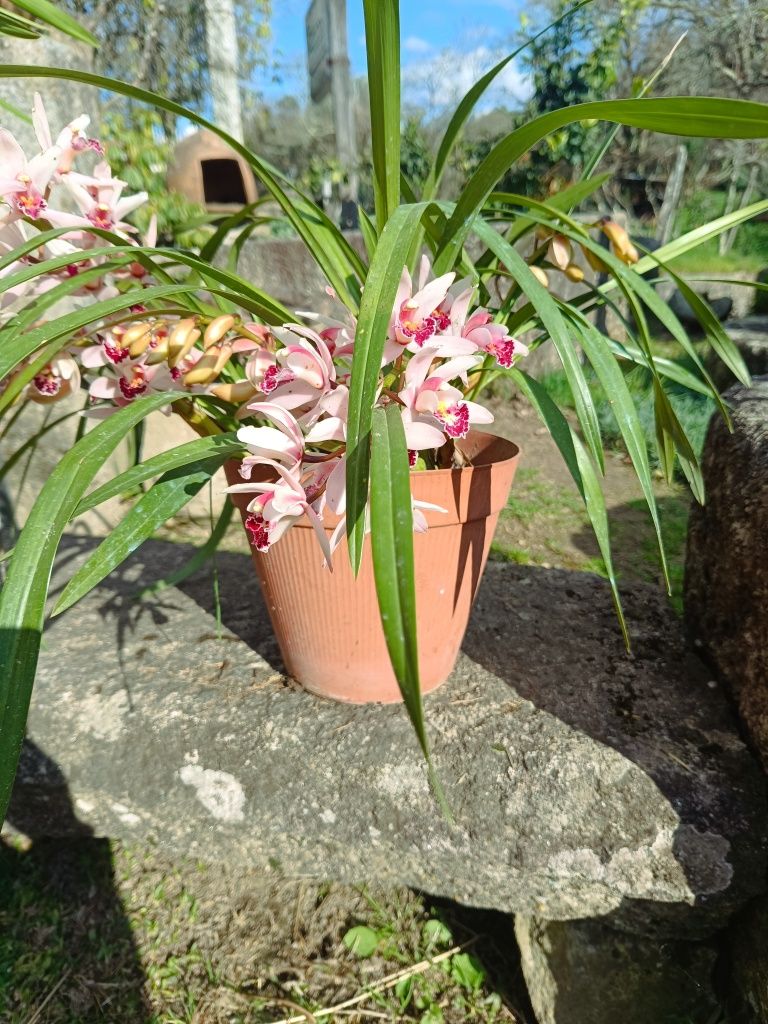 Vaso de orquídeas