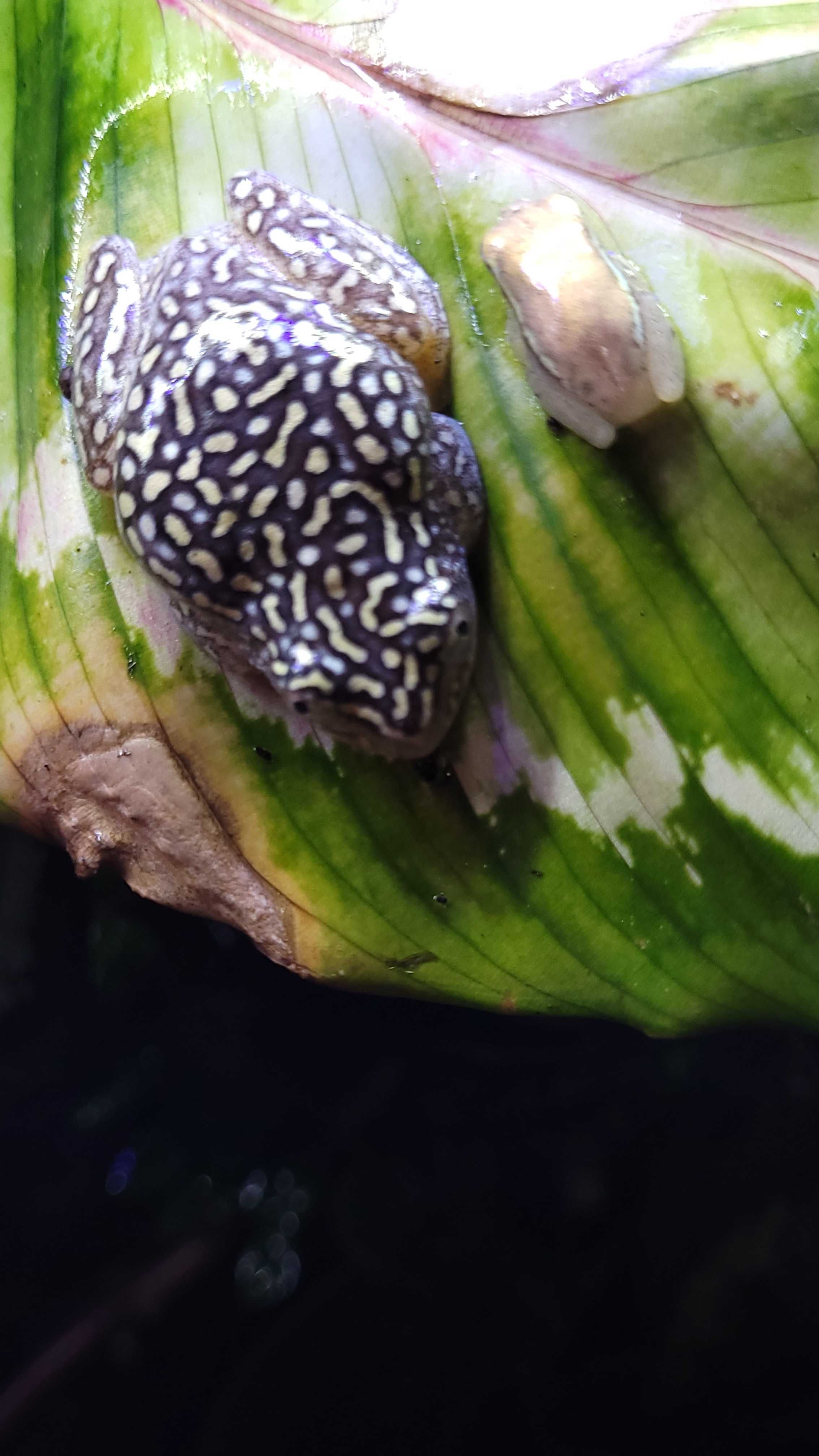 Heterixalus alboguttatus, mala żabka dla początkujących