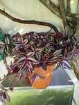 Trandescantia Zebrinis
