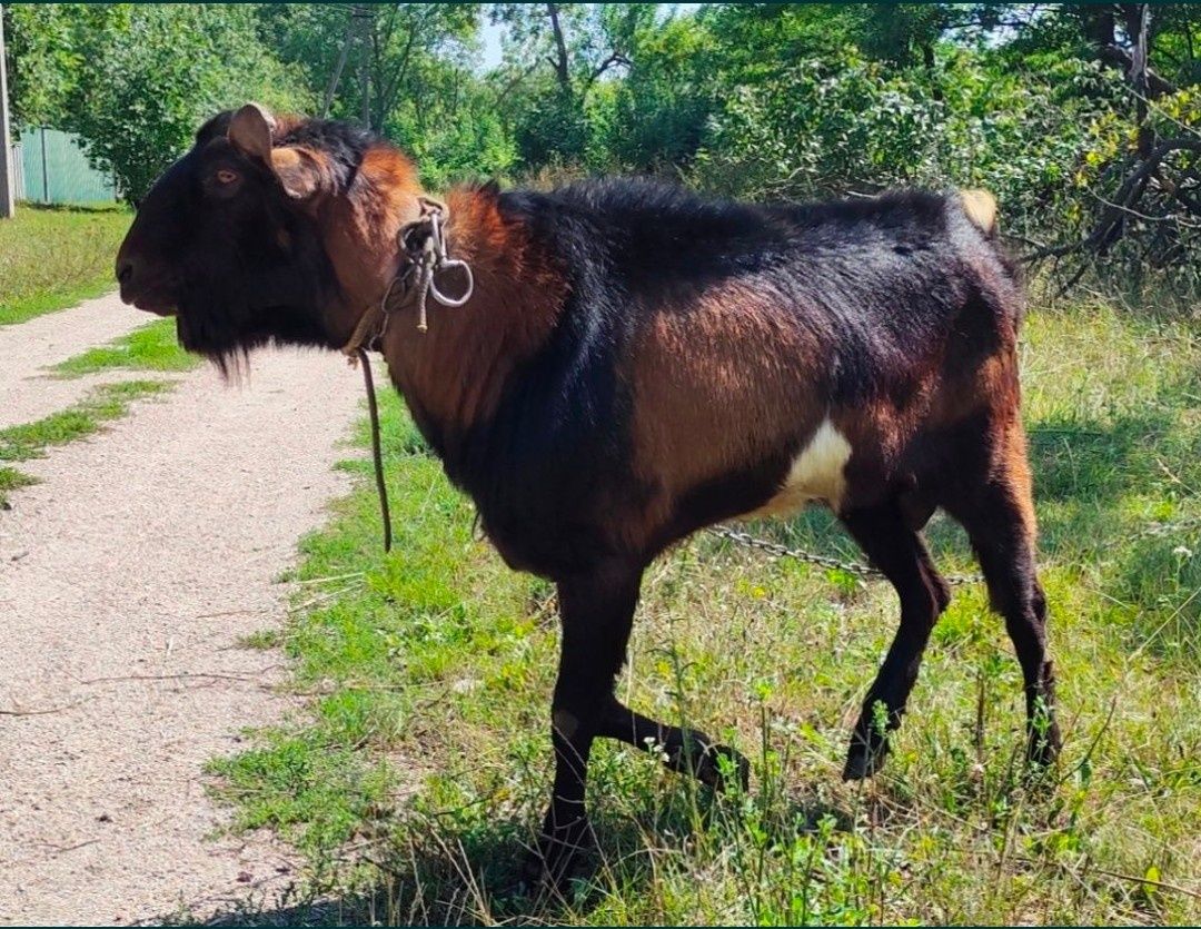 Англонубійської коза( ярочка) 65,625%
