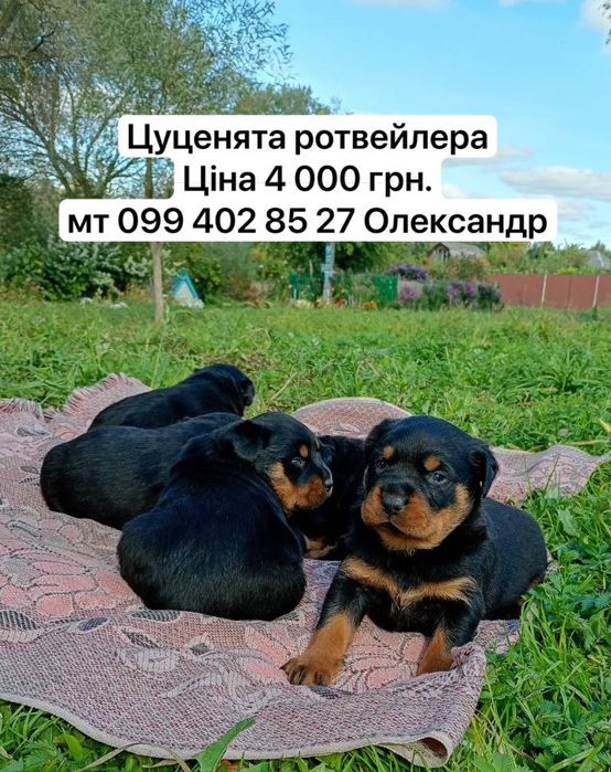 Продам цуценят ротвейлера