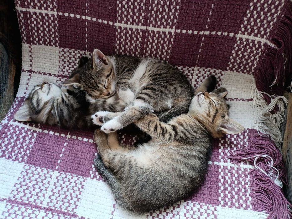 Котята в добрые руки.
