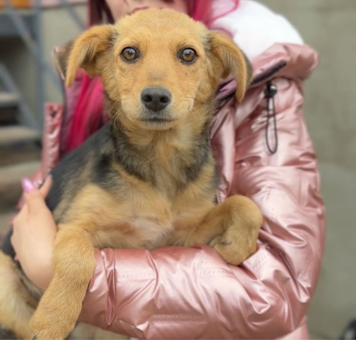 Дівчатка 6 місяців СТЕРЕЛІЗОВАНІ шукаю родину