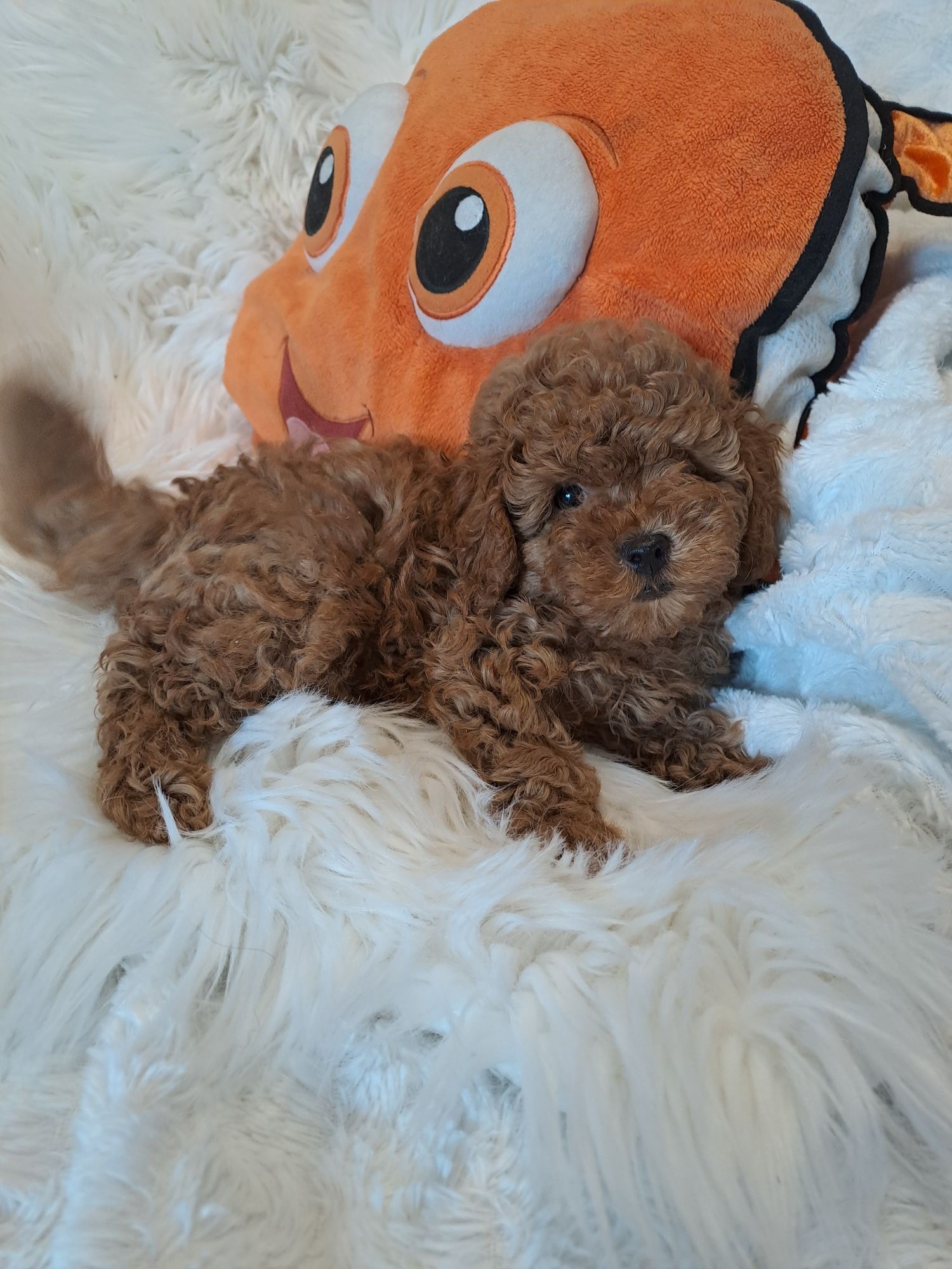 **LILO**pudel toy/miniatura red - zarezerwowany