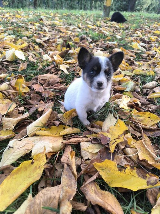 Małe pieski do oddania w dobre ręce