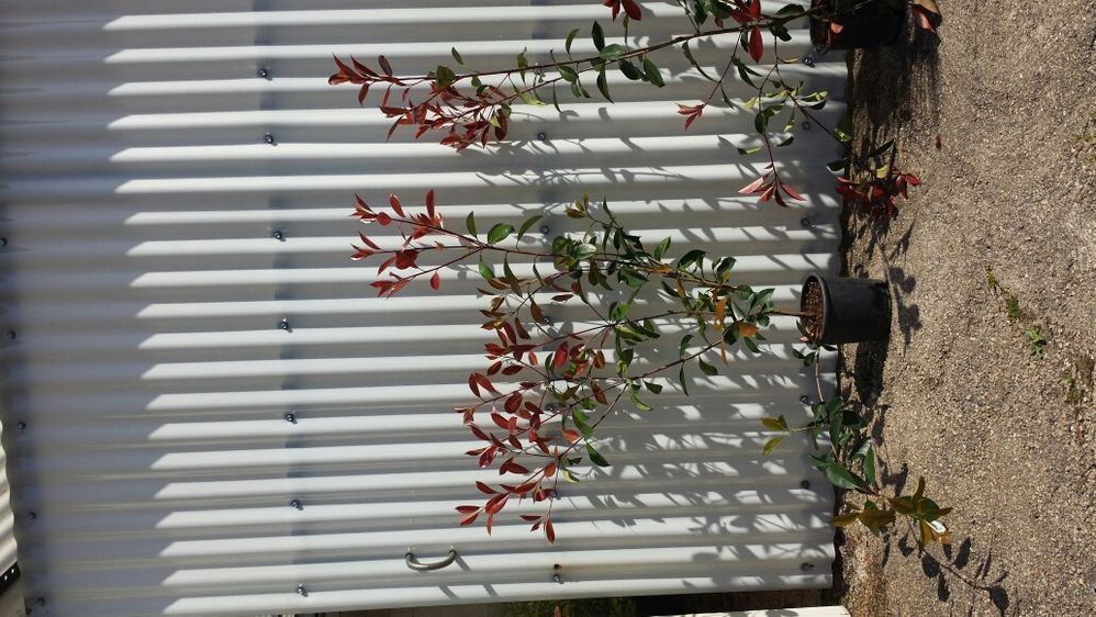 200 photinias para sebes