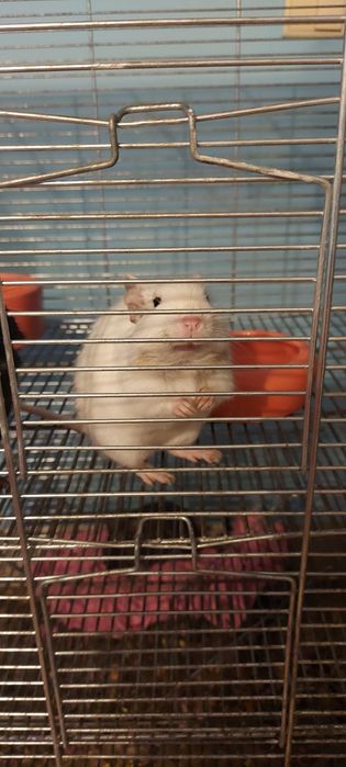 Oddam za darmo 3 Koszatniczki