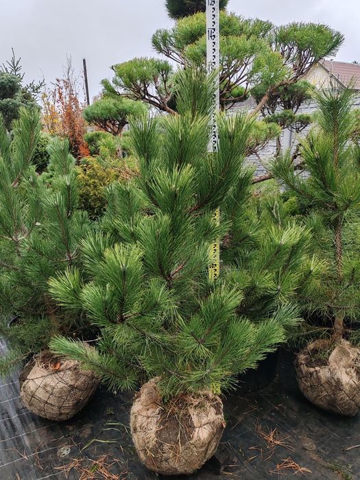 Продам кримську сосну