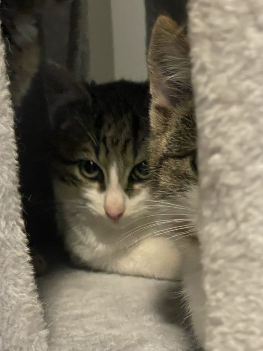 Sliczne male kotki do adopcji w Bydgoszczy i okolicach