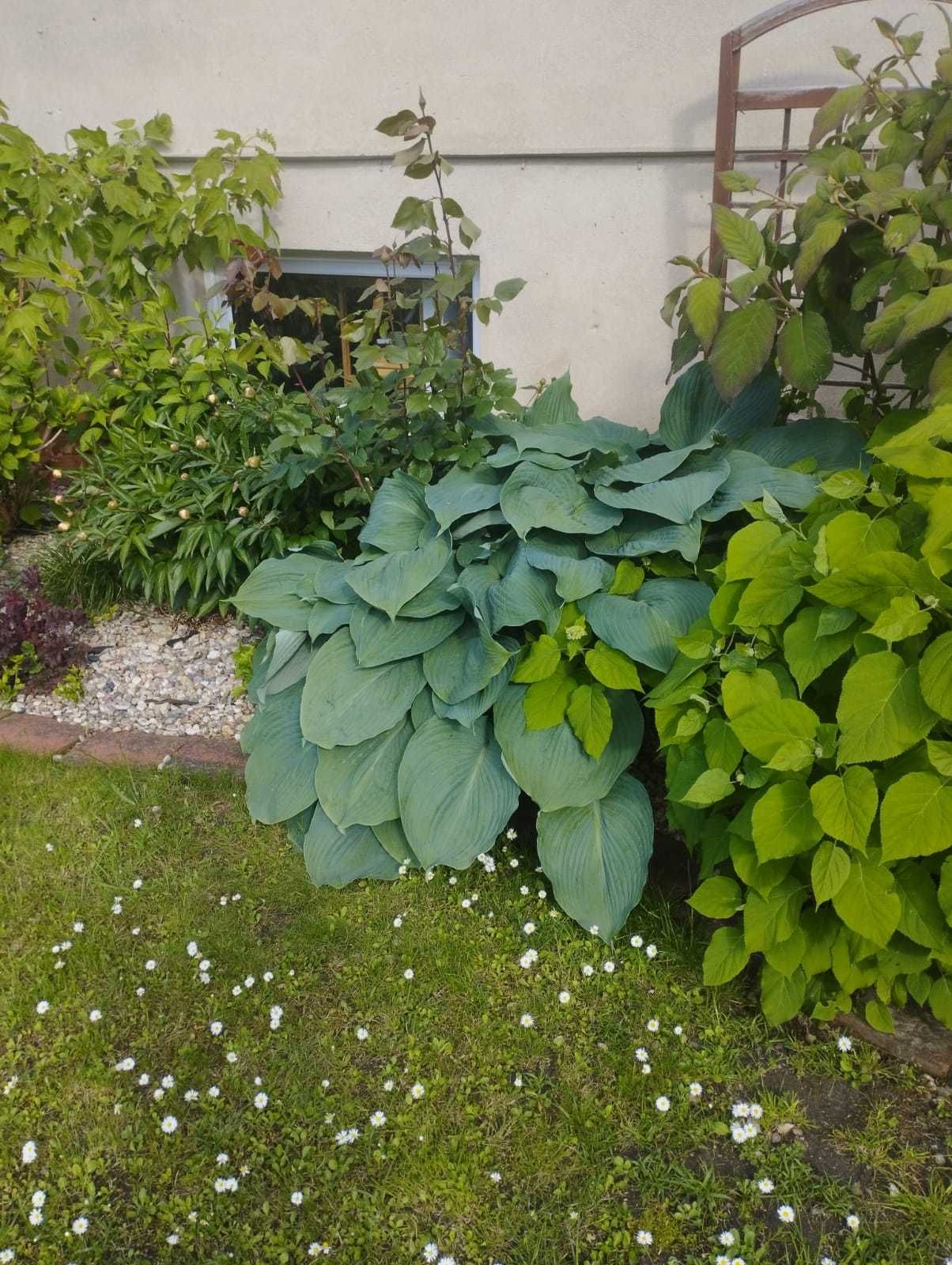 Hosta Olbrzymia / Funkia