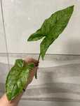 Syngonium Mojito