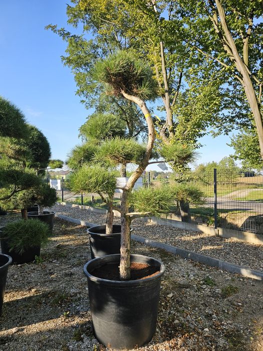 Sosna czarna Bonsai