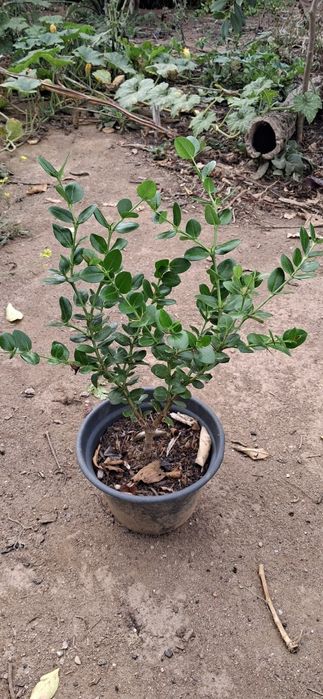 Ameixa de Natal (Carissa Macrocarpa)