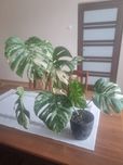 Monstera variageta