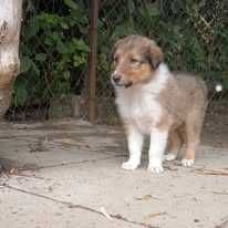 Oddam za darmo suczkę ,1,5 miesiąca szczeniak