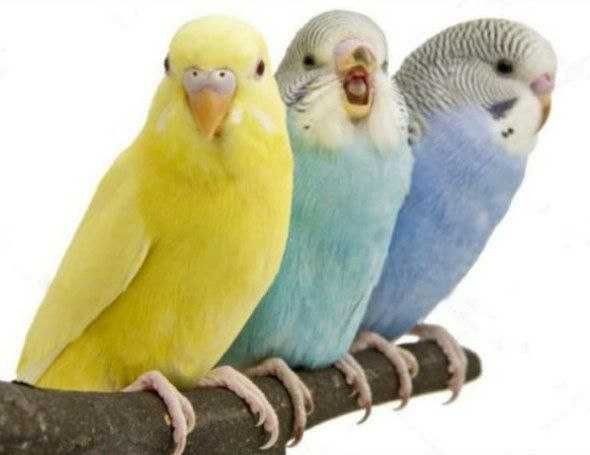 Молоденькие неразлучники попугаи волнистые