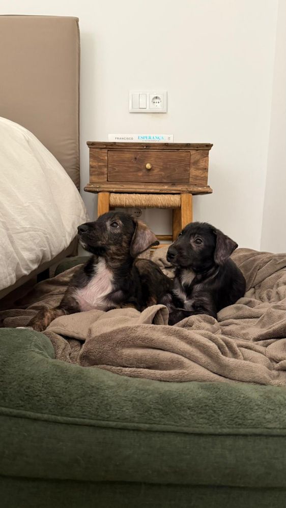 4 cachorros para adoção responsável