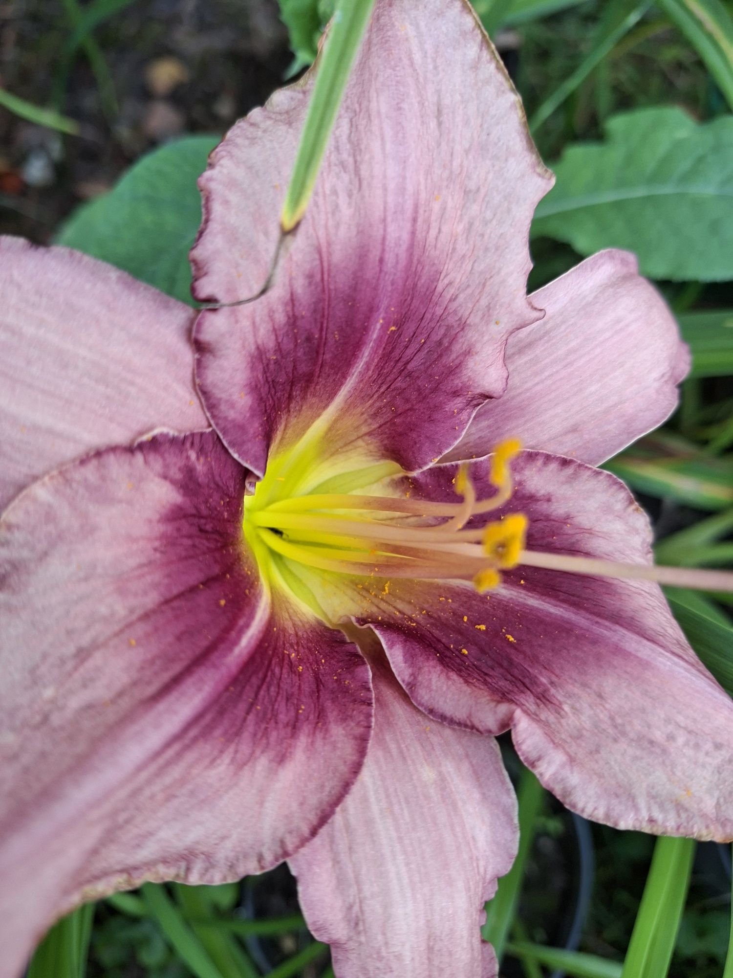 Liliowiec sadzonka