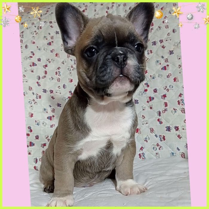 Чарівні міні малятка