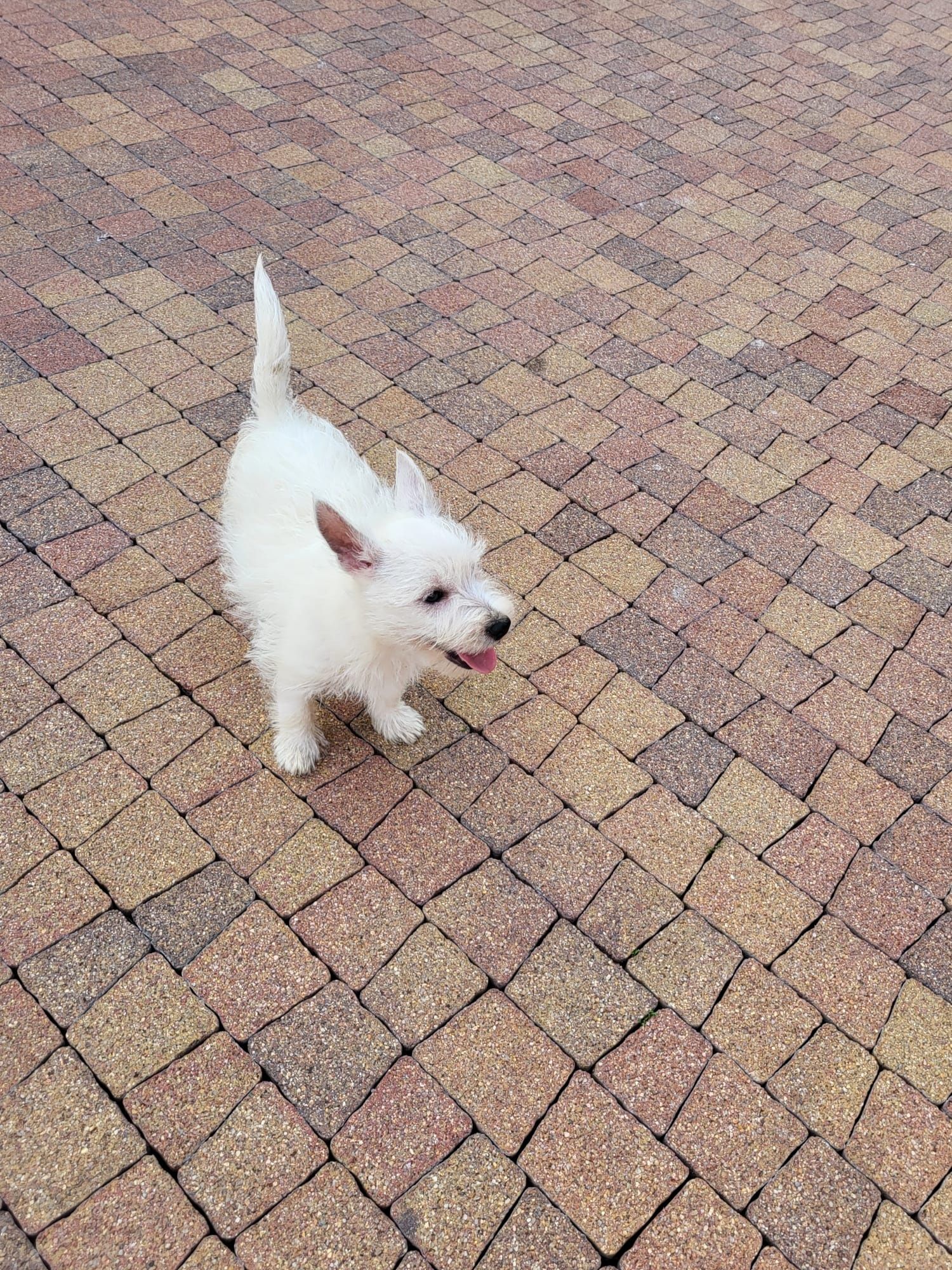 West Highland White Terrier-Suczka