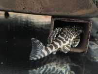 Pleco L134 adultos