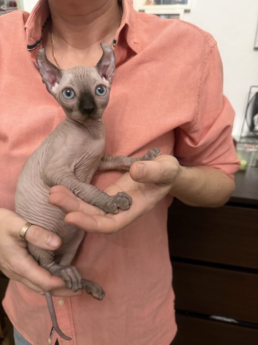 luksusowy niebieskooki chlopiec