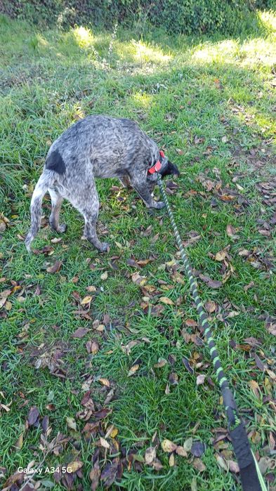 Macho com 8 meses com chip