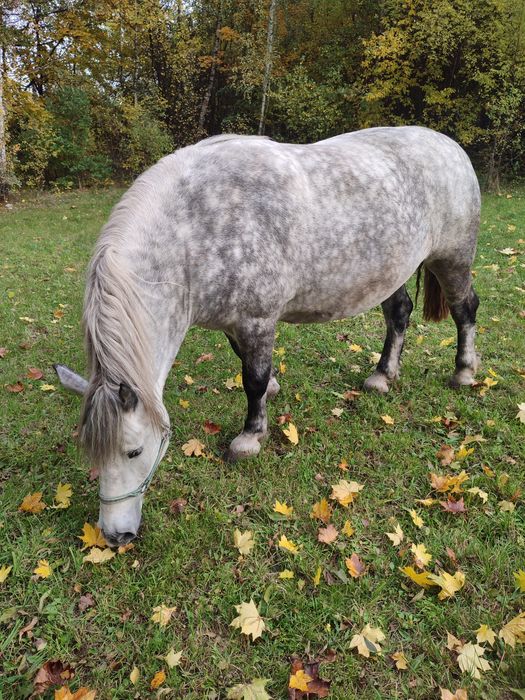 Sprzedam klacz szpaczkę