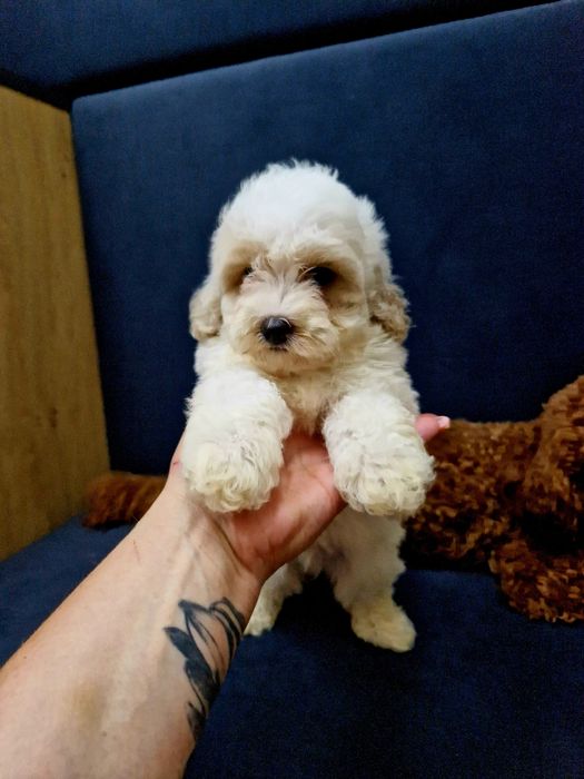 Maltipoo piesek  z legowiskiem I wyprawką 2xszczepienia