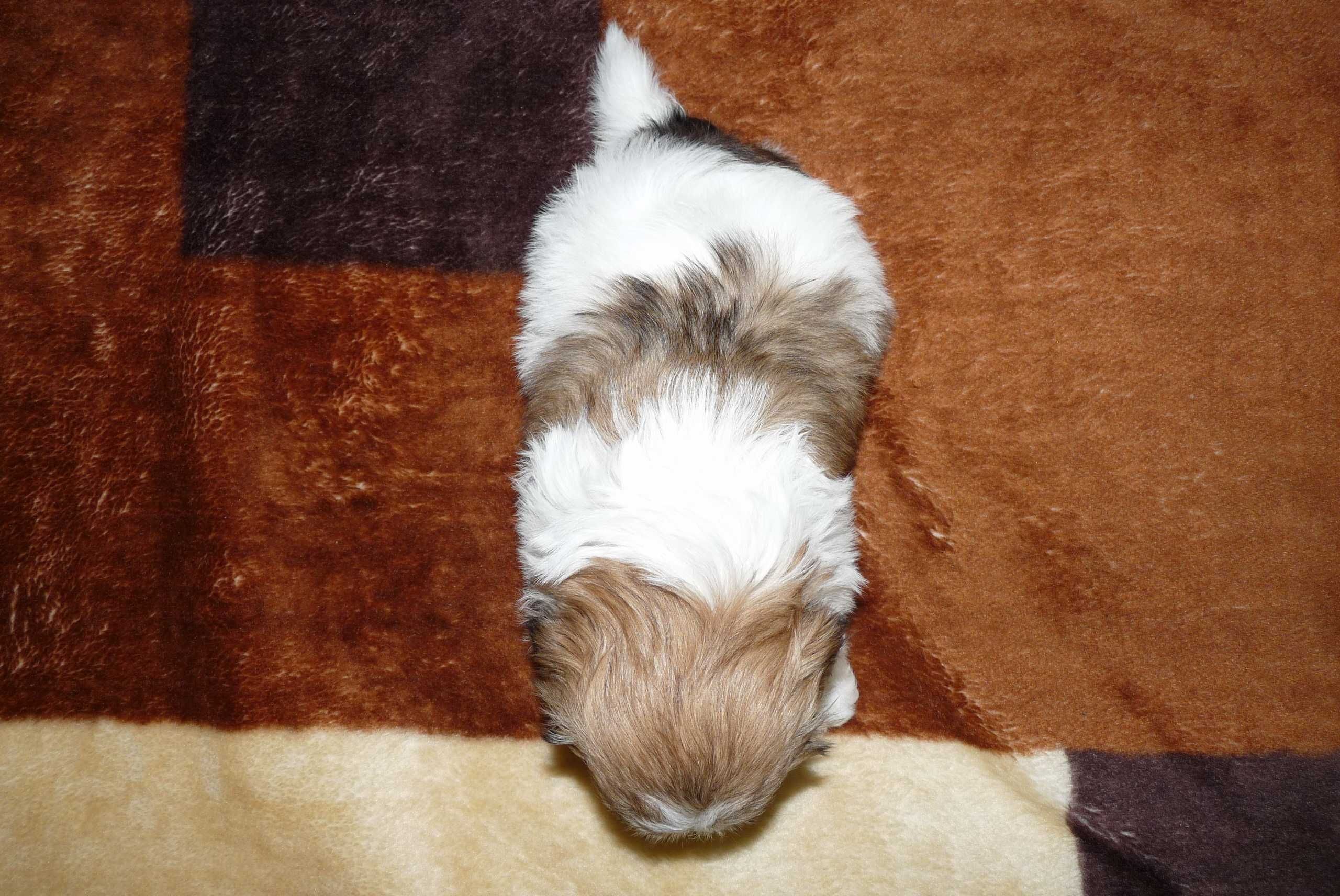 Shih Tzu, suczka Wega do odbioru od 15 sierpnia.
