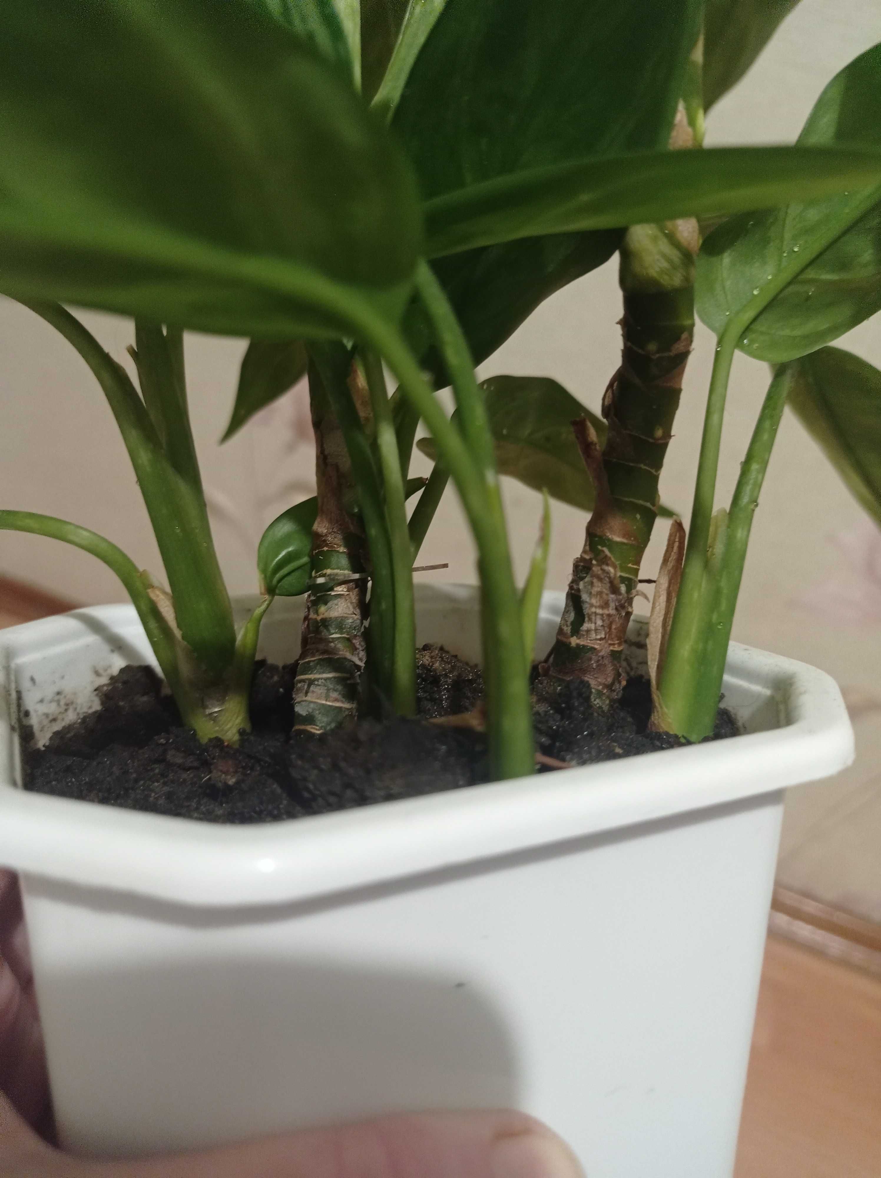 Аглаонема, кімнатна тіньолюбива рослина