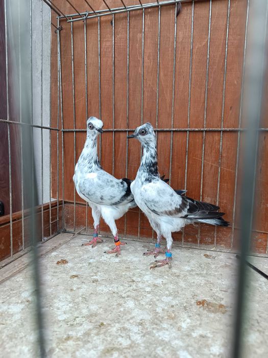 Wiedeński Lotny,Wiedeńskie